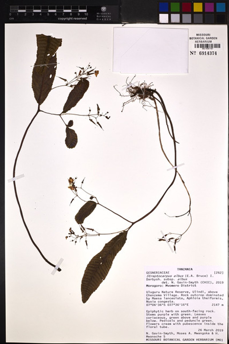 Streptocarpus albus subsp. albus