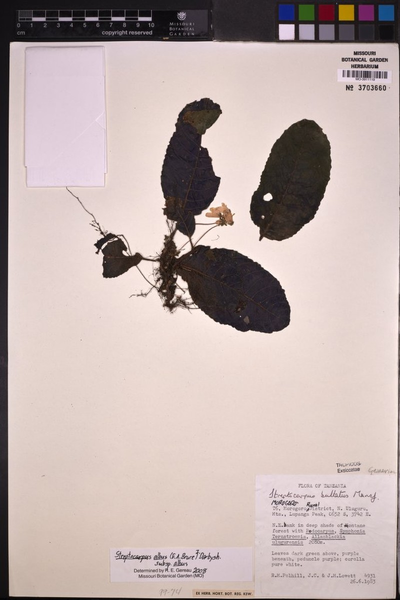Streptocarpus albus subsp. albus photo 2