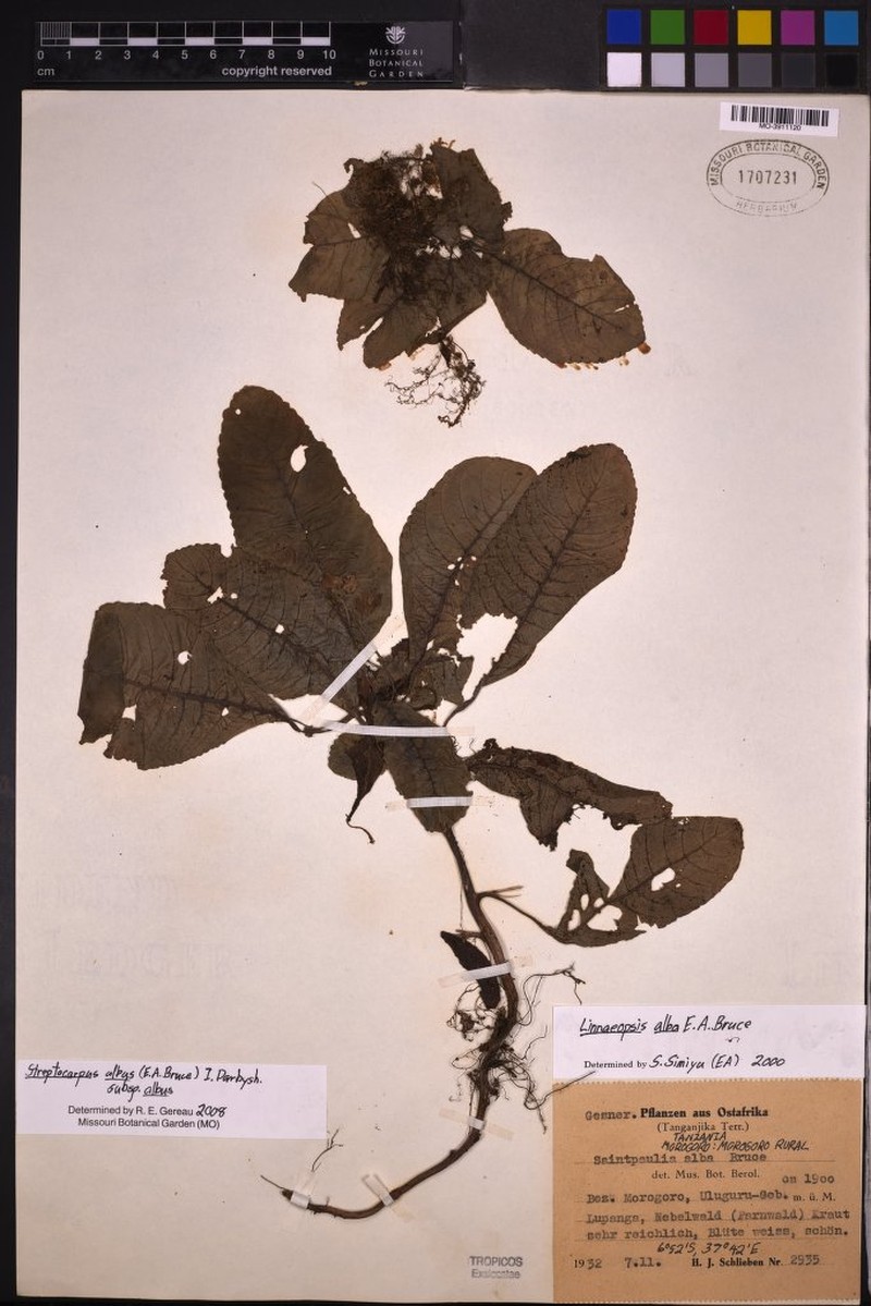 Streptocarpus albus subsp. albus photo 3