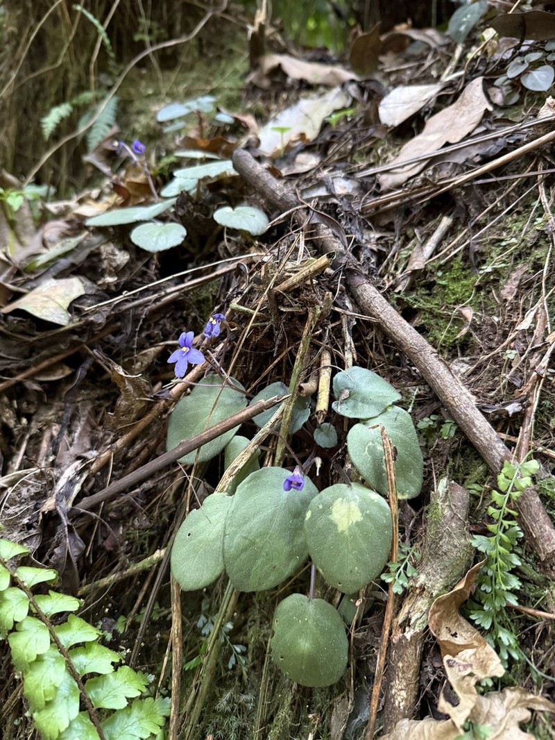 Streptocarpus brevipilosus photo 2