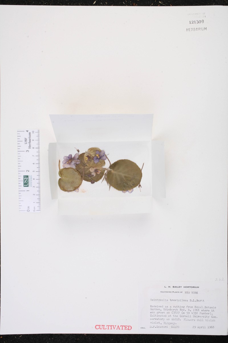 Streptocarpus brevipilosus photo 4