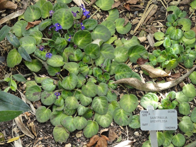 Streptocarpus brevipilosus