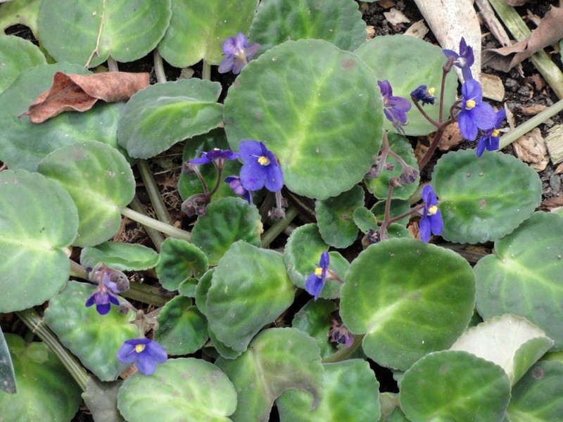 Streptocarpus brevipilosus photo 5