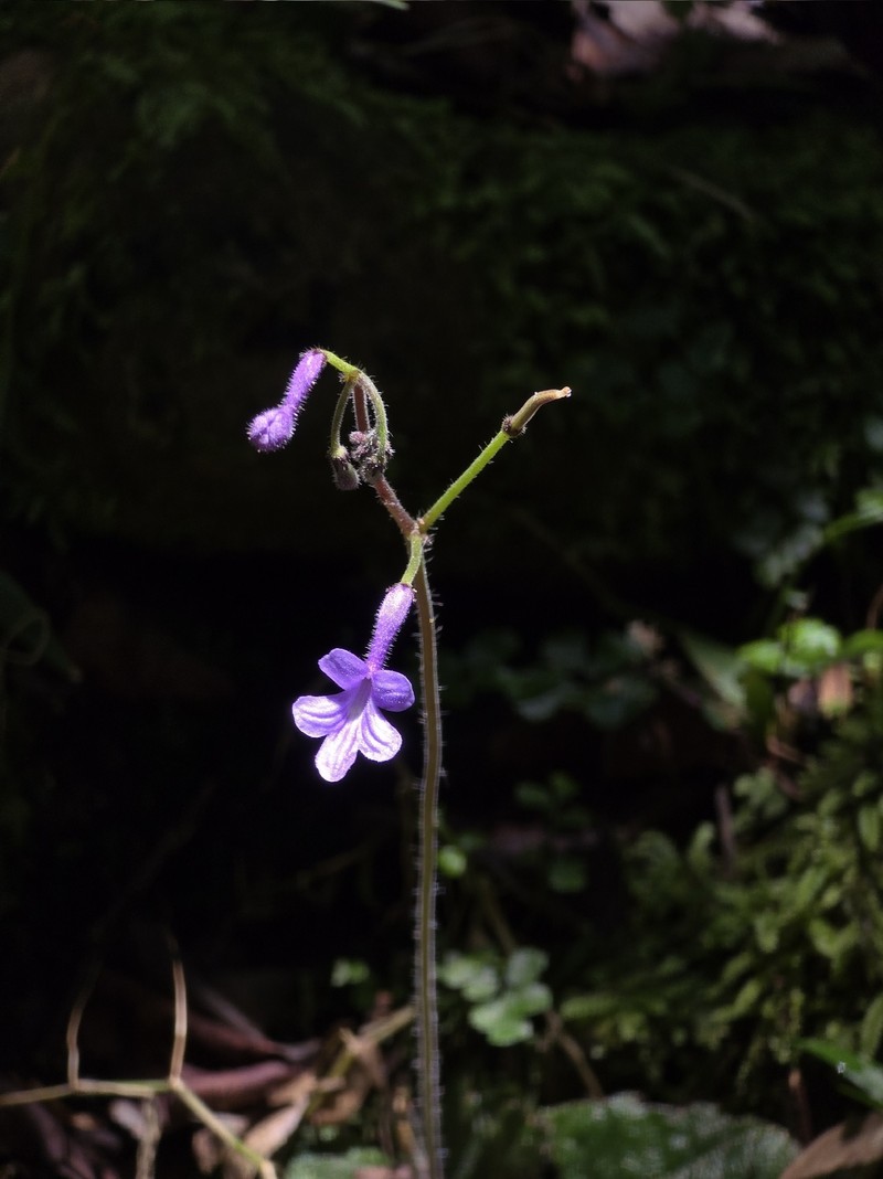 Streptocarpus confusus subsp. confusus