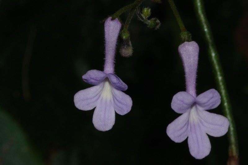 Streptocarpus confusus subsp. confusus photo 2