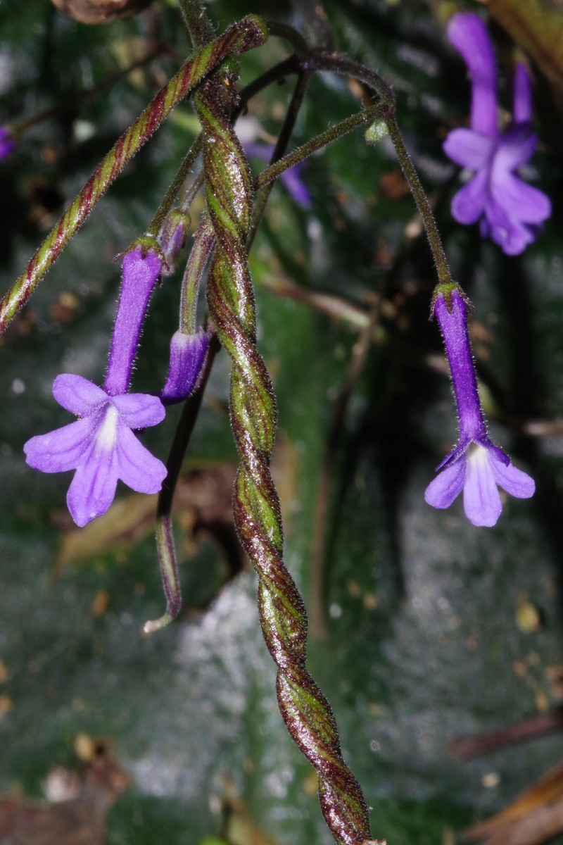 Streptocarpus confusus subsp. confusus photo 3