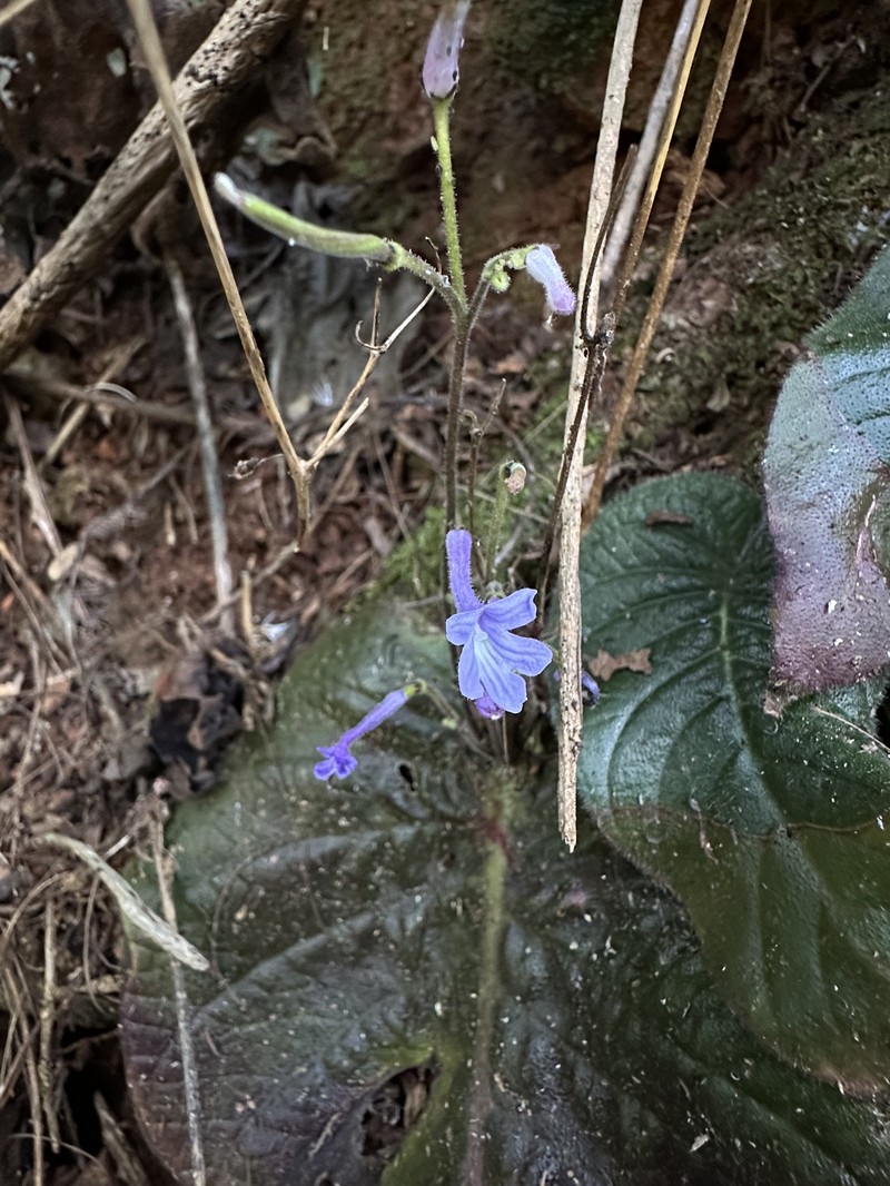 Streptocarpus confusus subsp. confusus photo 4