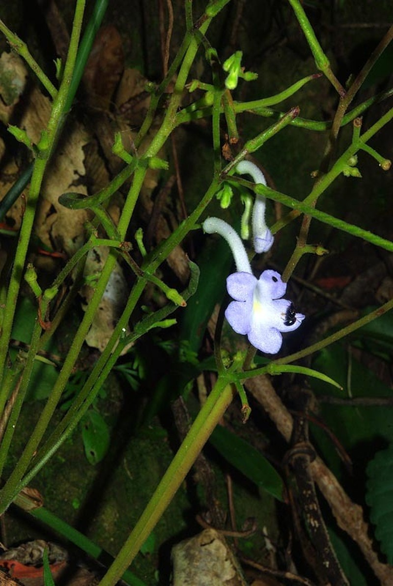 Streptocarpus confusus subsp. lebomboensis photo 3