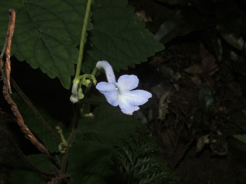Streptocarpus confusus subsp. lebomboensis photo 4
