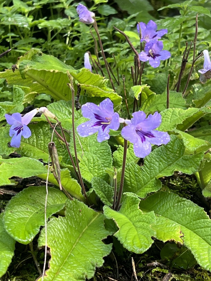 Streptocarpus cyaneus subsp. cyaneus