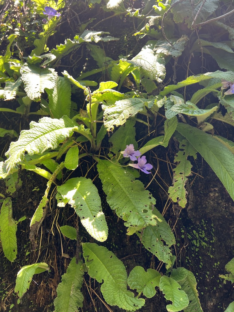 Streptocarpus cyaneus subsp. cyaneus photo 2