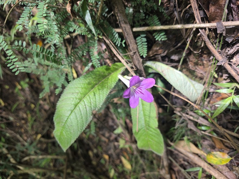 Streptocarpus cyaneus subsp. cyaneus photo 3