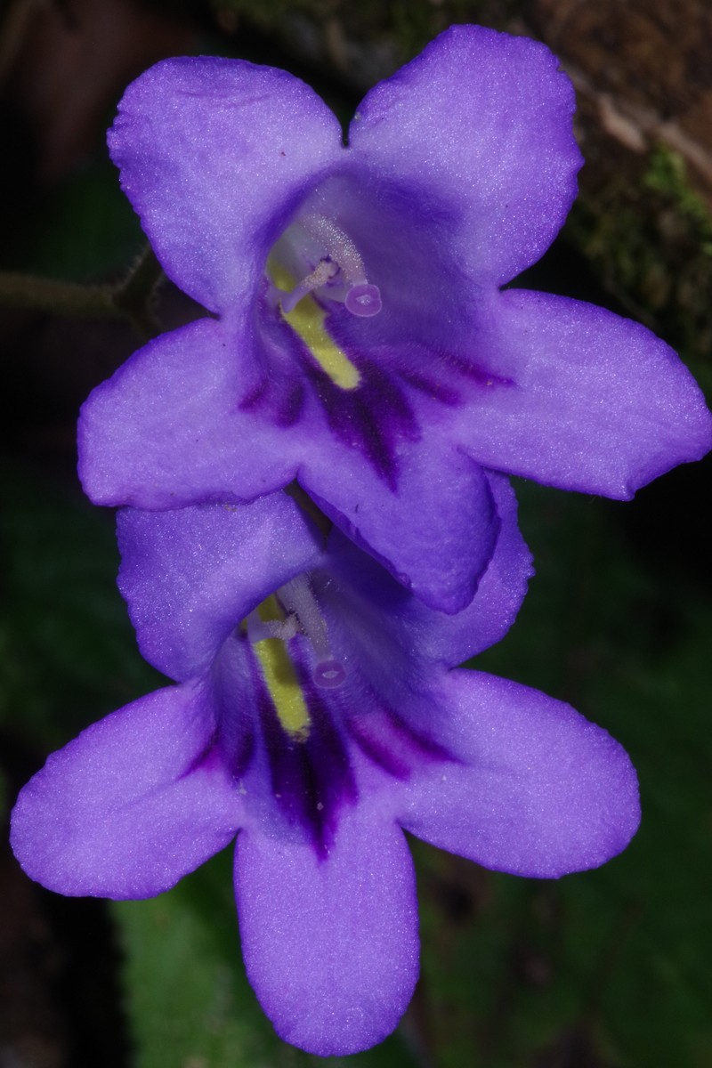 Streptocarpus cyaneus subsp. cyaneus photo 4