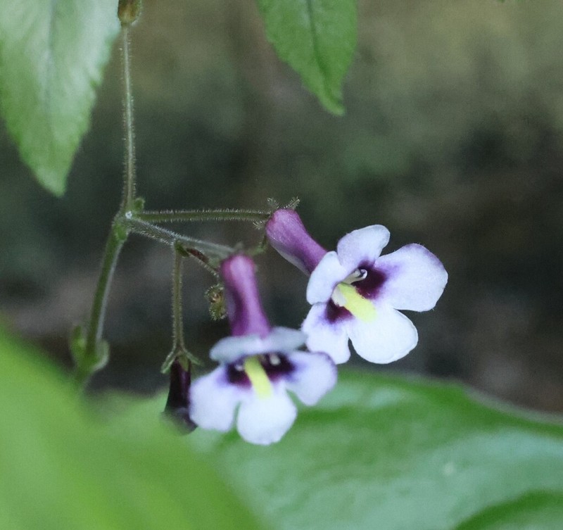 Streptocarpus diandrus