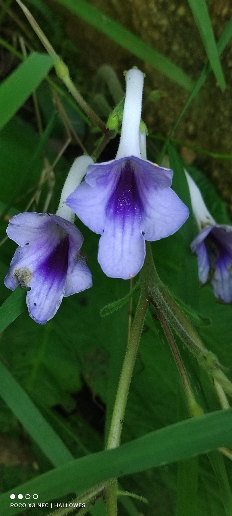 Streptocarpus eylesii subsp. eylesii