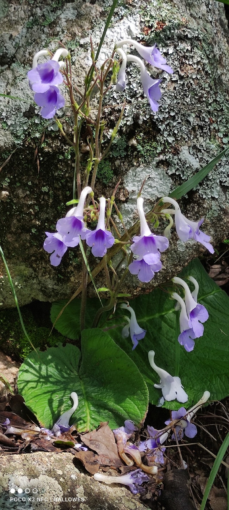 Streptocarpus eylesii subsp. eylesii photo 2