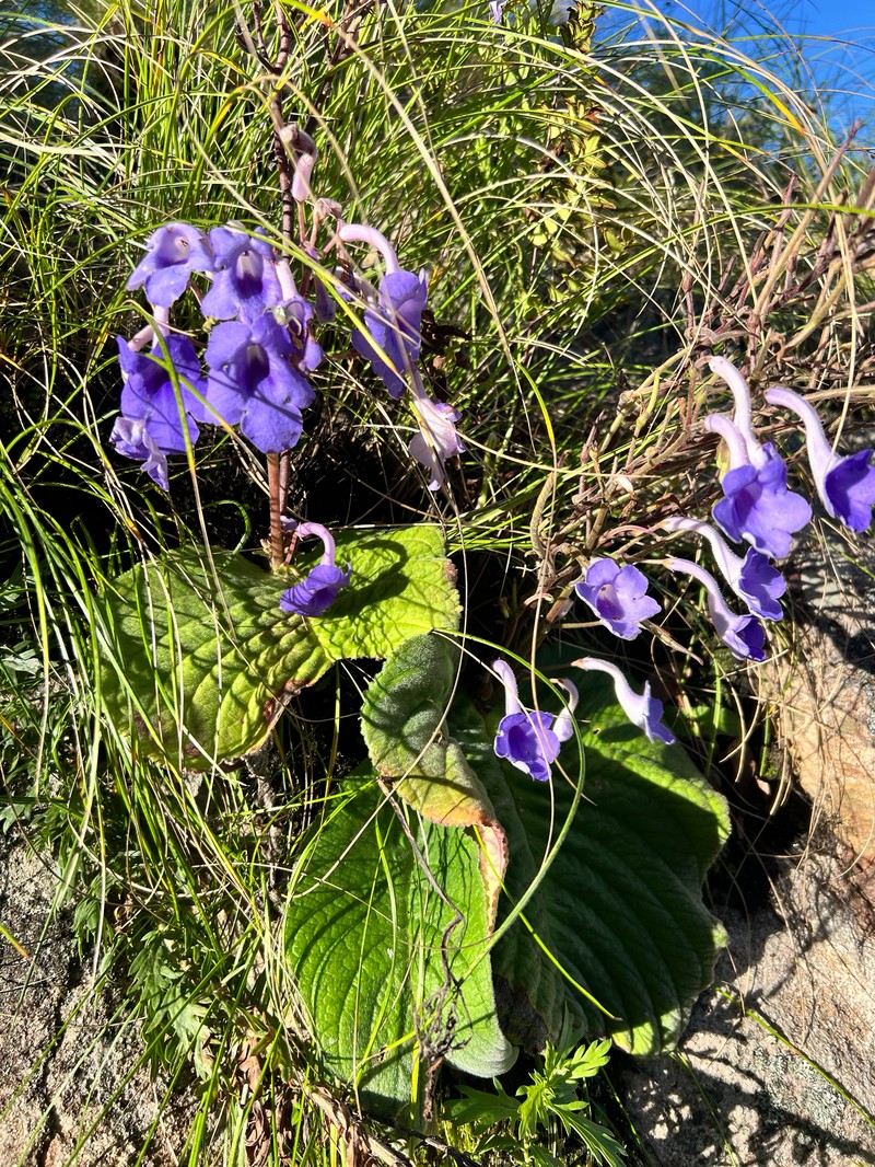 Streptocarpus eylesii subsp. eylesii photo 3