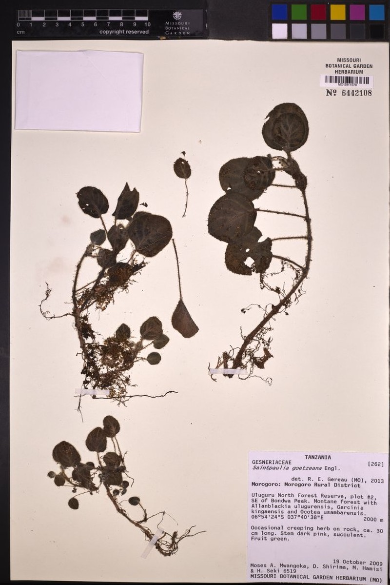 Streptocarpus goetzeanus photo 2