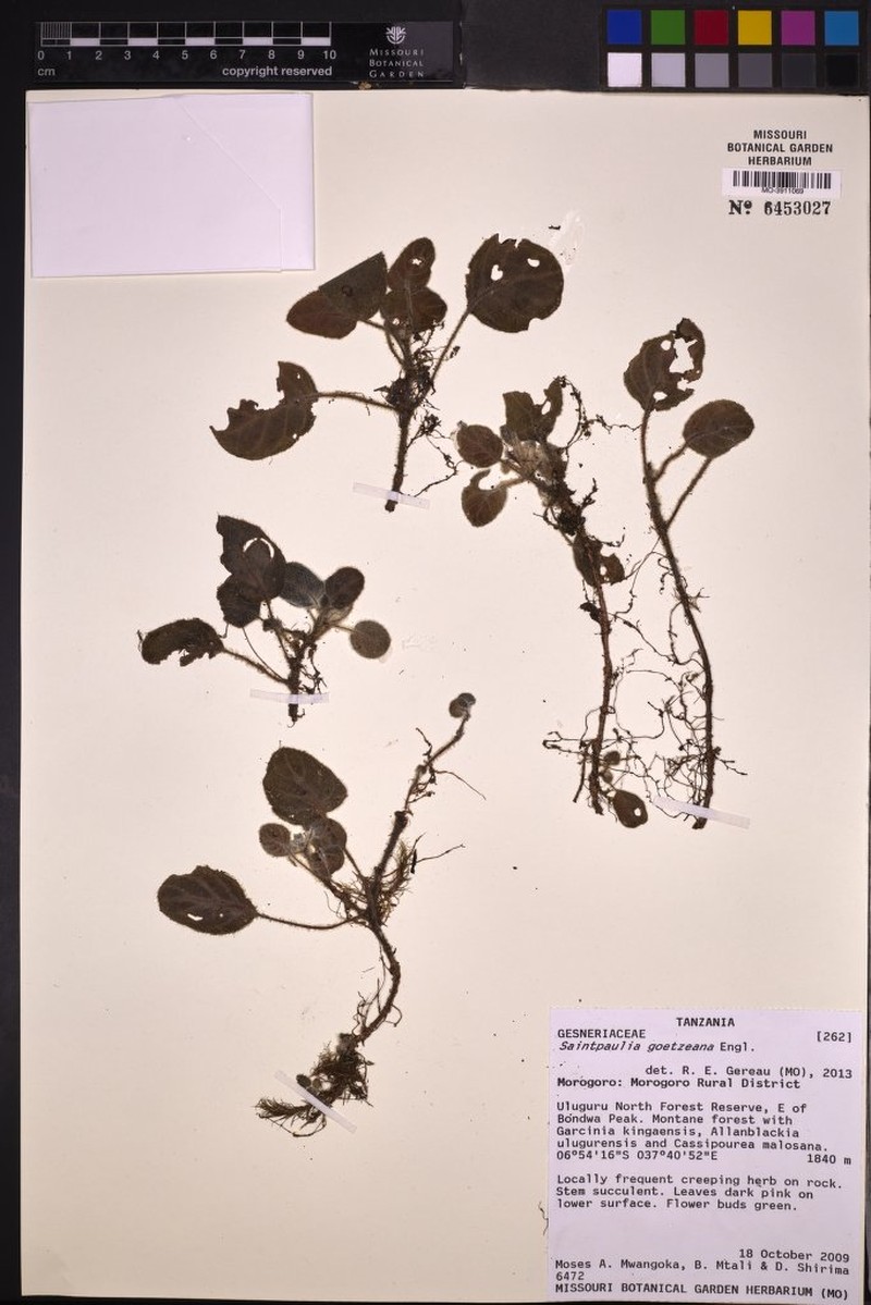 Streptocarpus goetzeanus photo 3