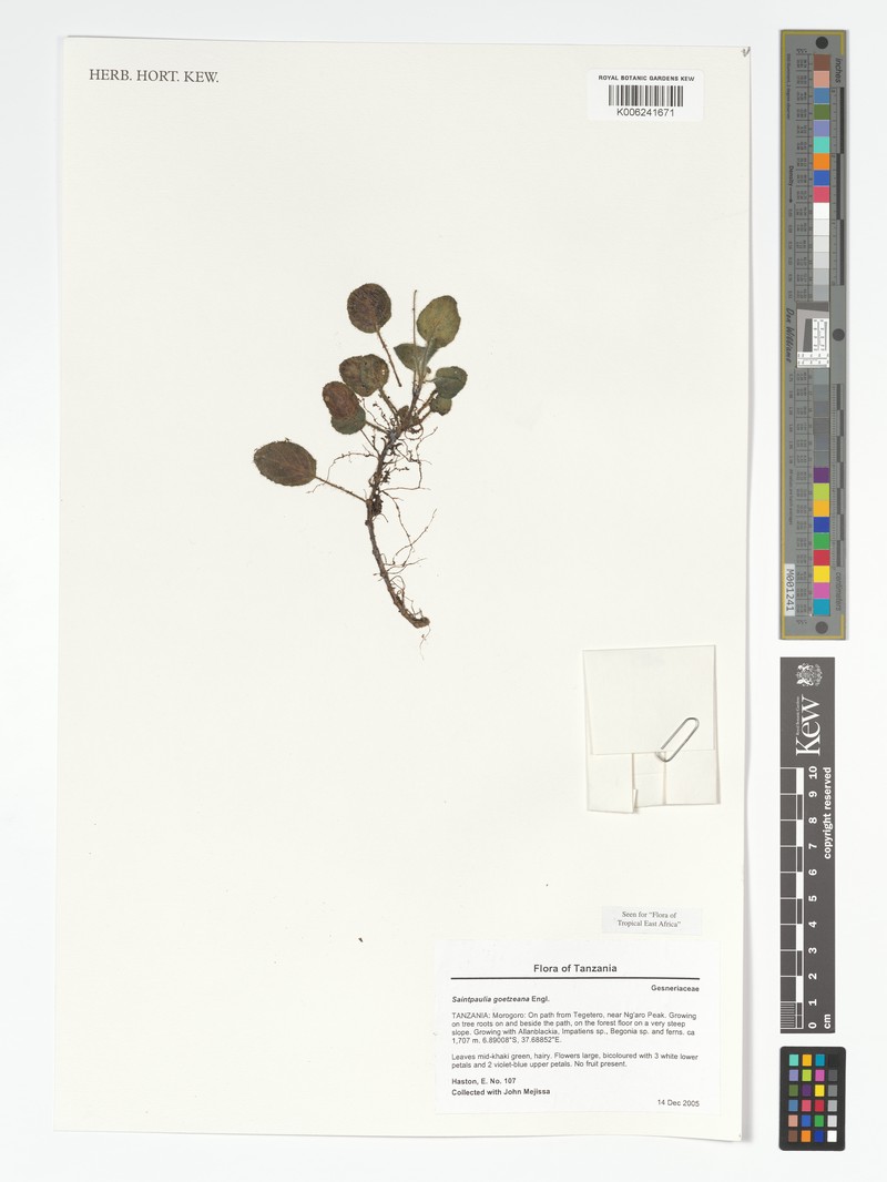 Streptocarpus goetzeanus photo 5