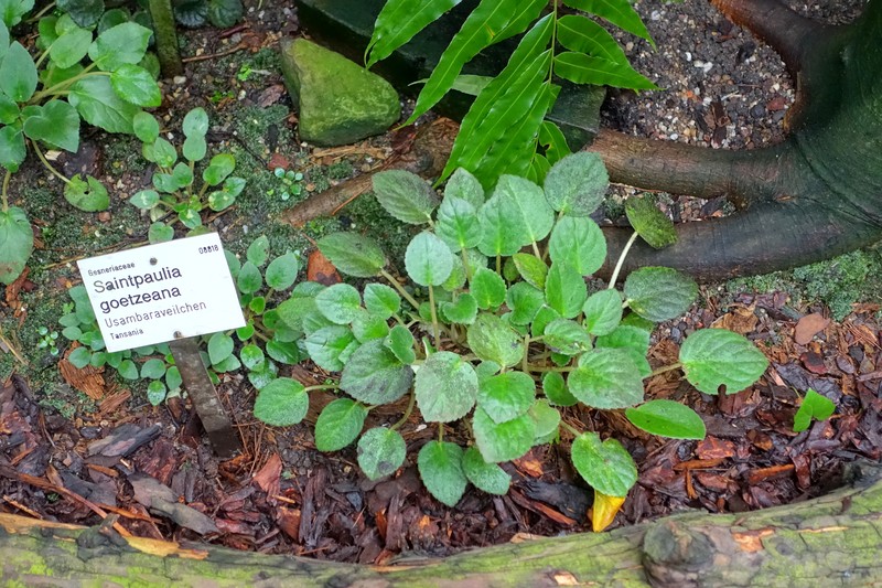Streptocarpus goetzeanus