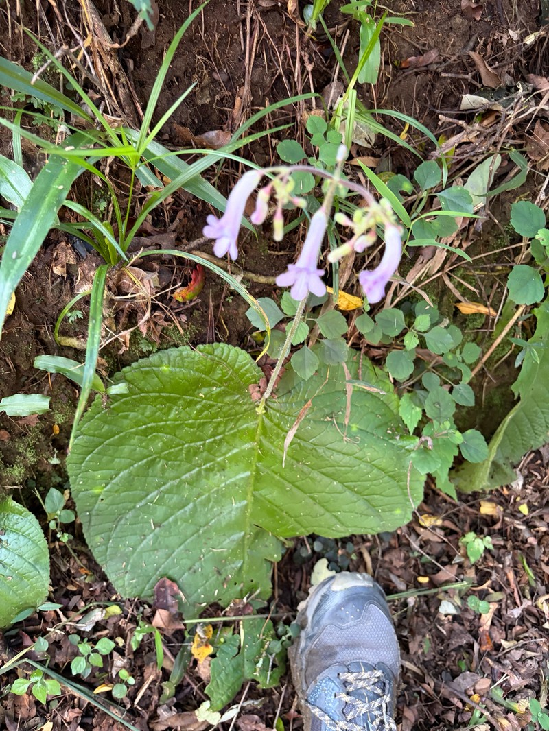 Streptocarpus grandis subsp. grandis