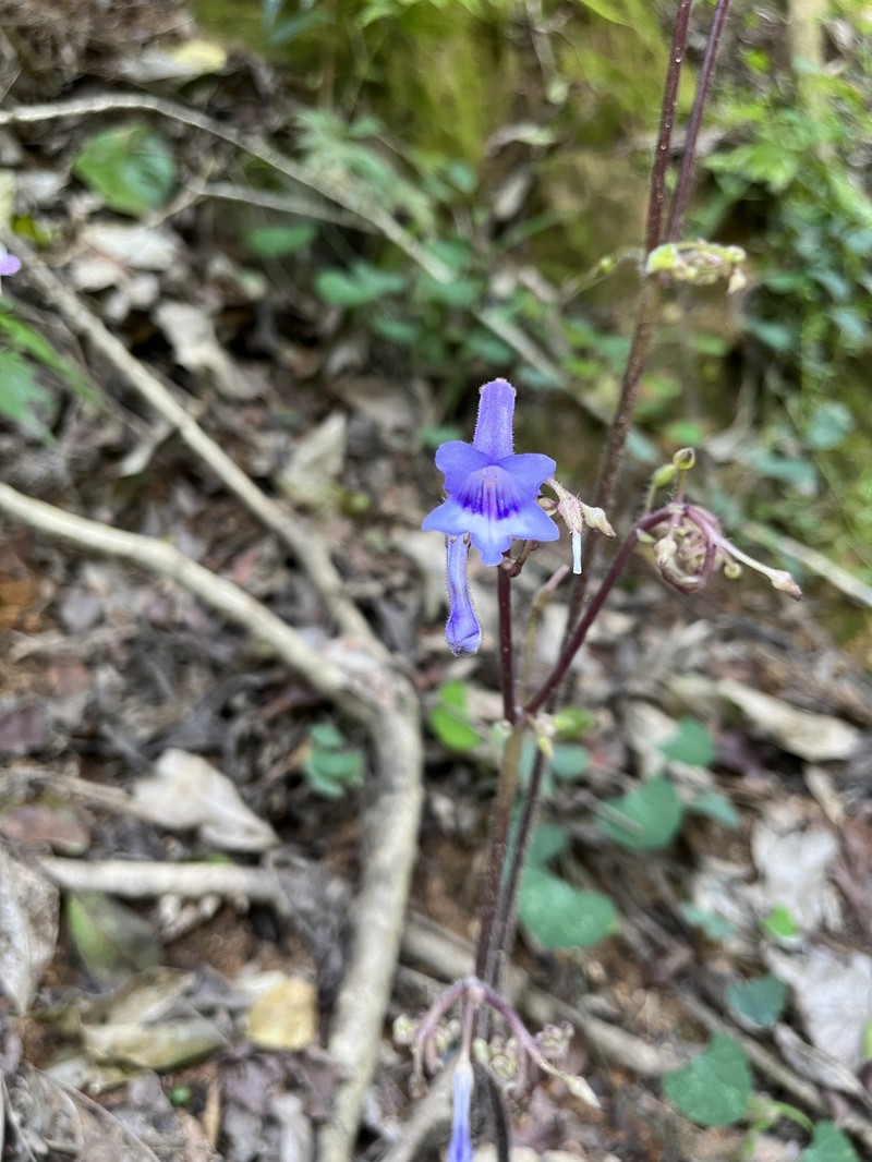 Streptocarpus grandis subsp. grandis photo 3