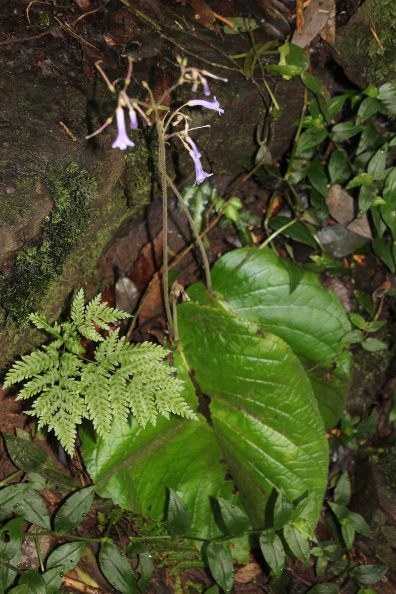 Streptocarpus grandis subsp. grandis photo 4