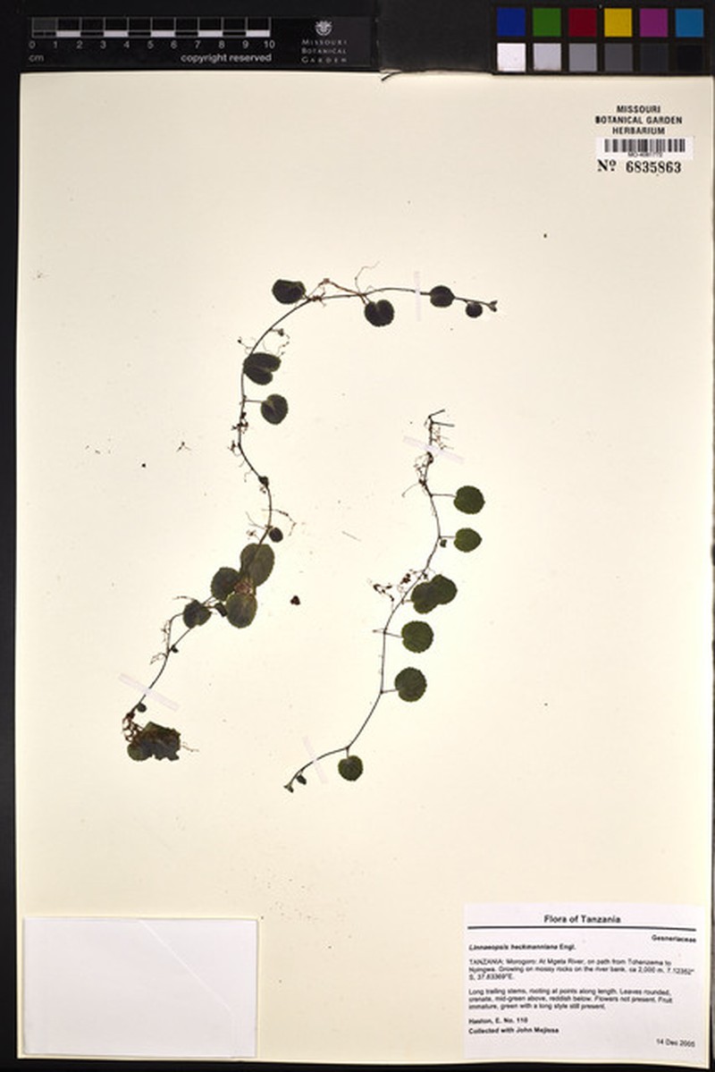 Streptocarpus heckmannianus subsp. heckmannianus