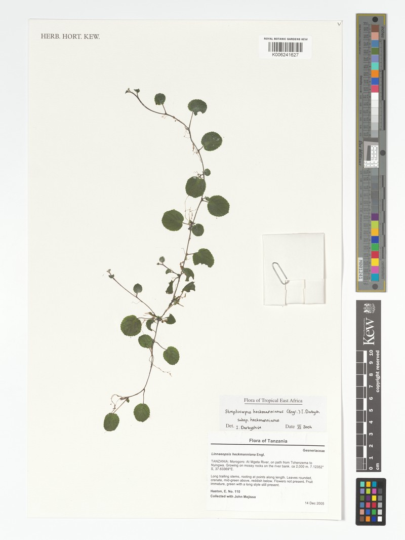 Streptocarpus heckmannianus subsp. heckmannianus photo 2