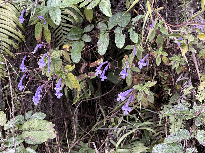 Streptocarpus hilsenbergii var. hilsenbergii