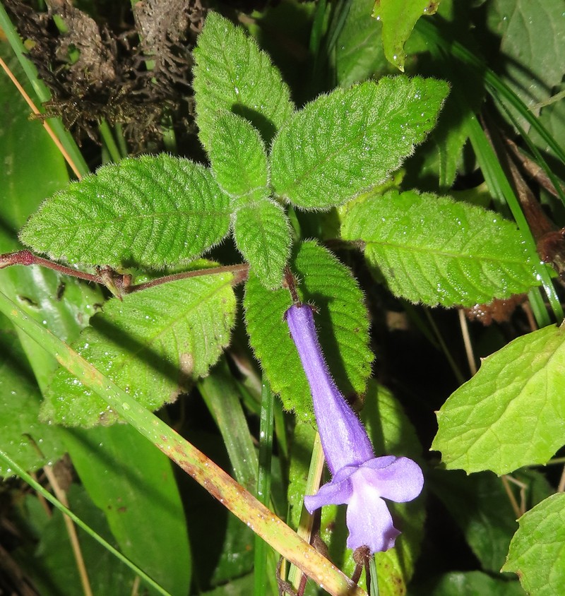 Streptocarpus hilsenbergii var. hilsenbergii photo 2