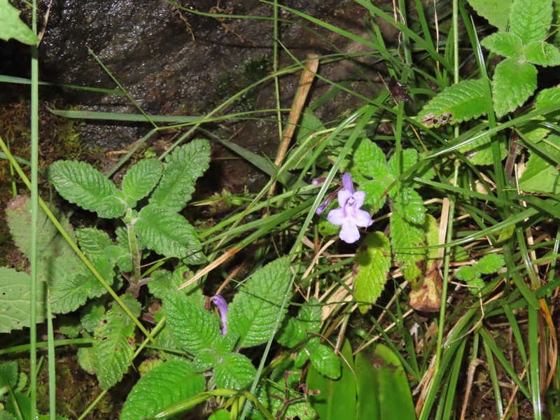 Streptocarpus hilsenbergii var. hilsenbergii photo 3