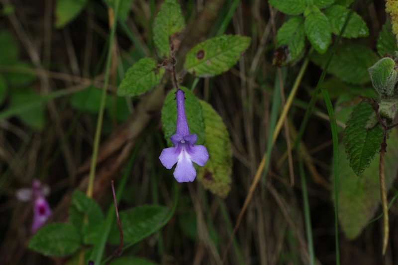 Streptocarpus hilsenbergii var. hilsenbergii photo 4
