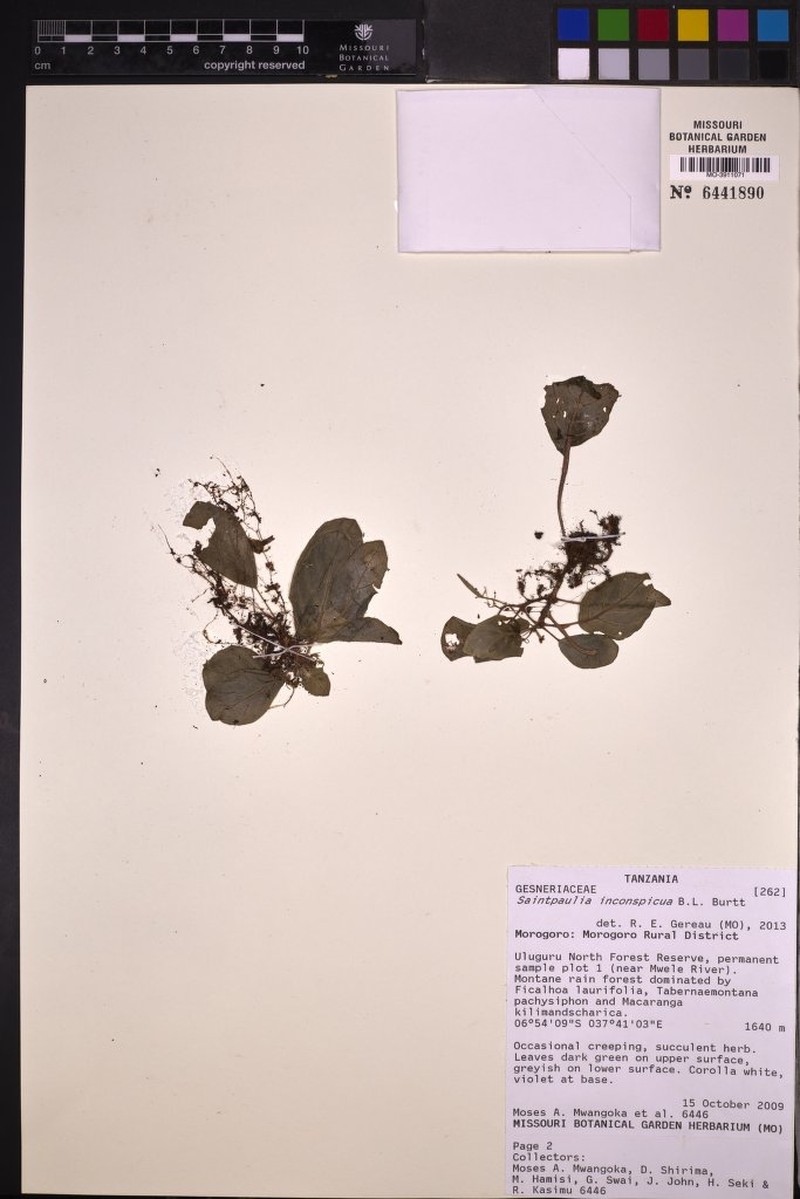 Streptocarpus inconspicuus
