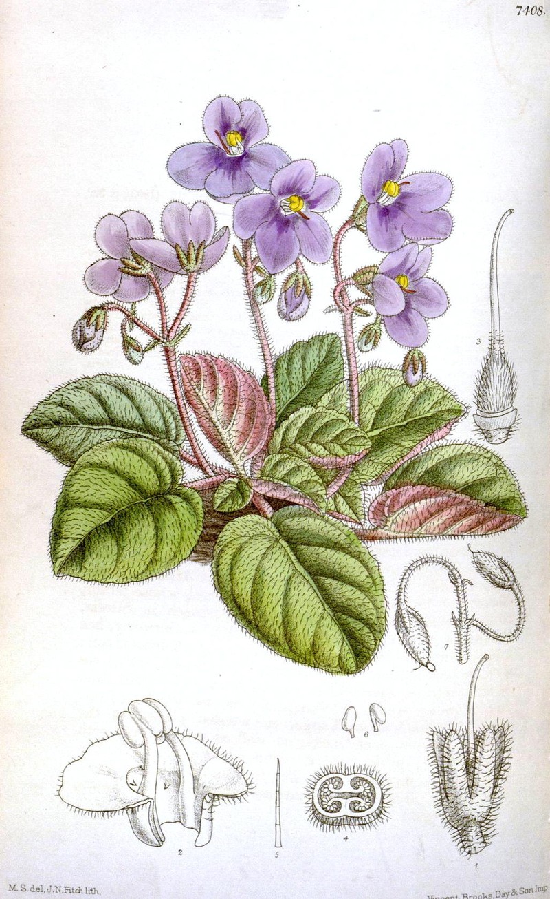 Streptocarpus ionanthus