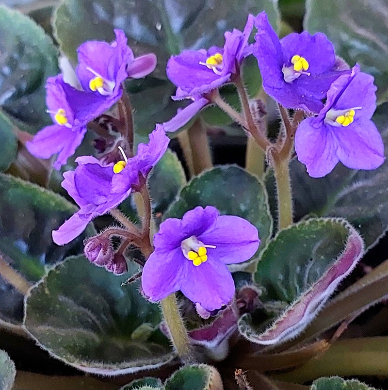 Streptocarpus ionanthus photo 2