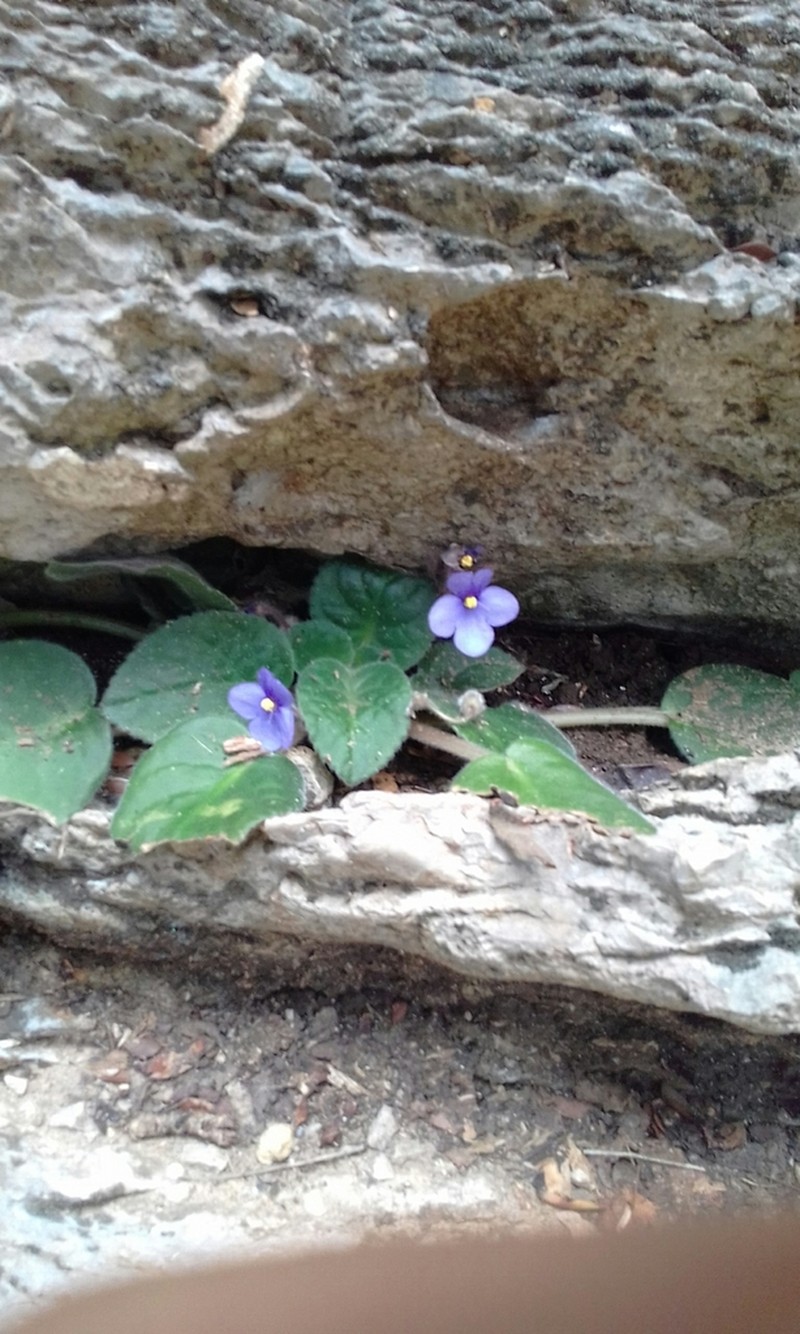Streptocarpus ionanthus photo 3