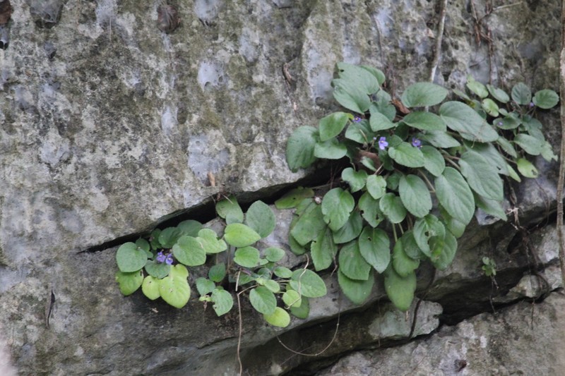 Streptocarpus ionanthus photo 4