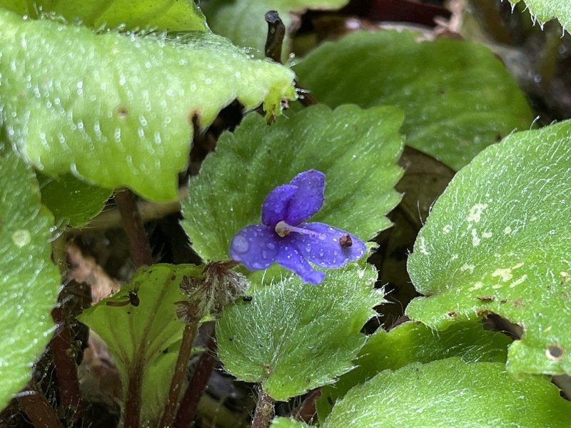 Streptocarpus ionanthus photo 5