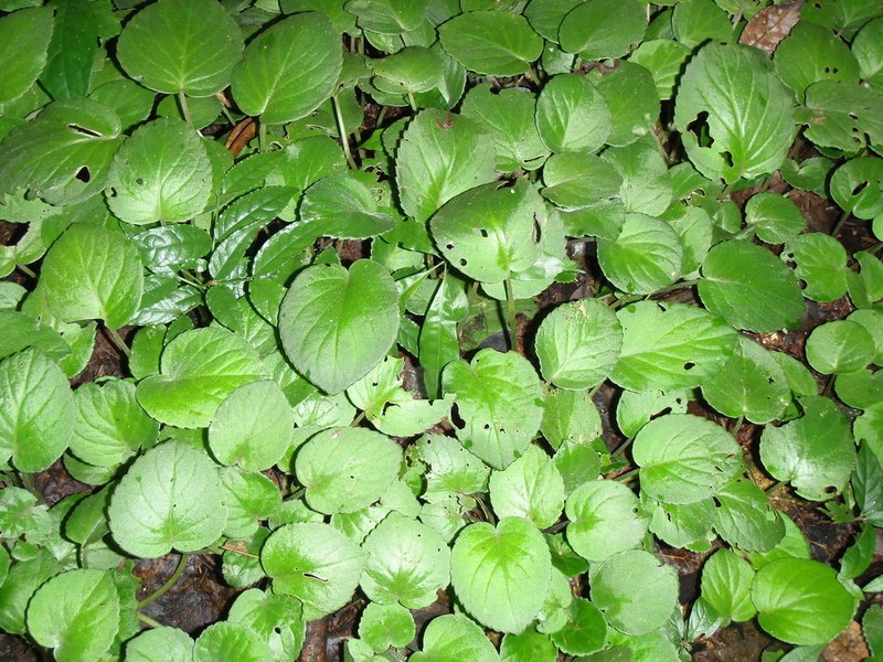 Streptocarpus ionanthus photo 6