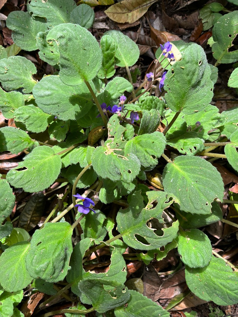 Streptocarpus ionanthus photo 7