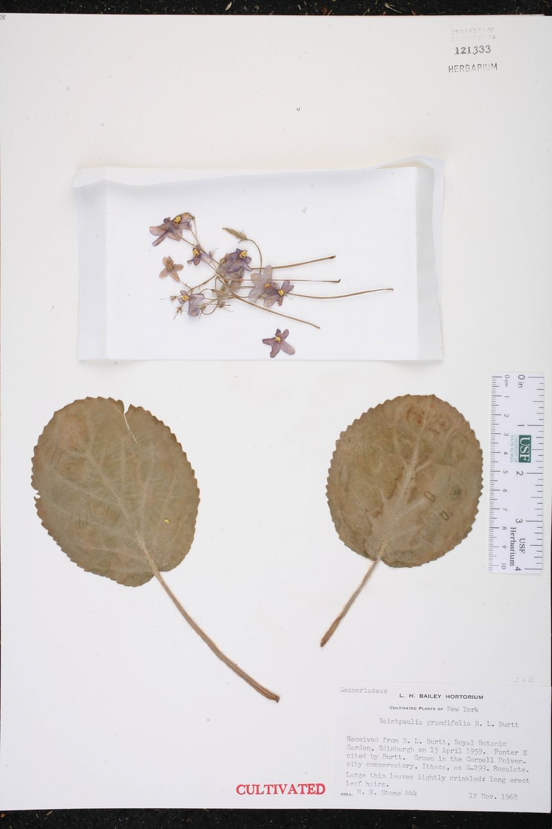 Streptocarpus ionanthus subsp. grandifolius