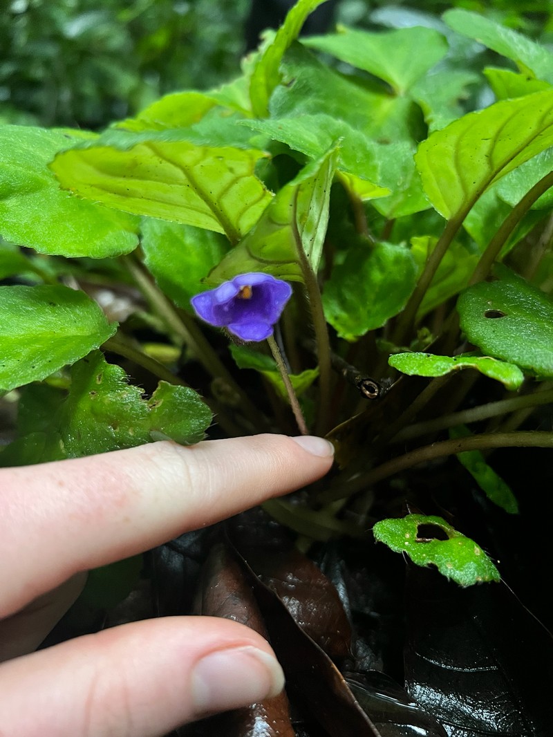 Streptocarpus ionanthus subsp. grotei photo 2