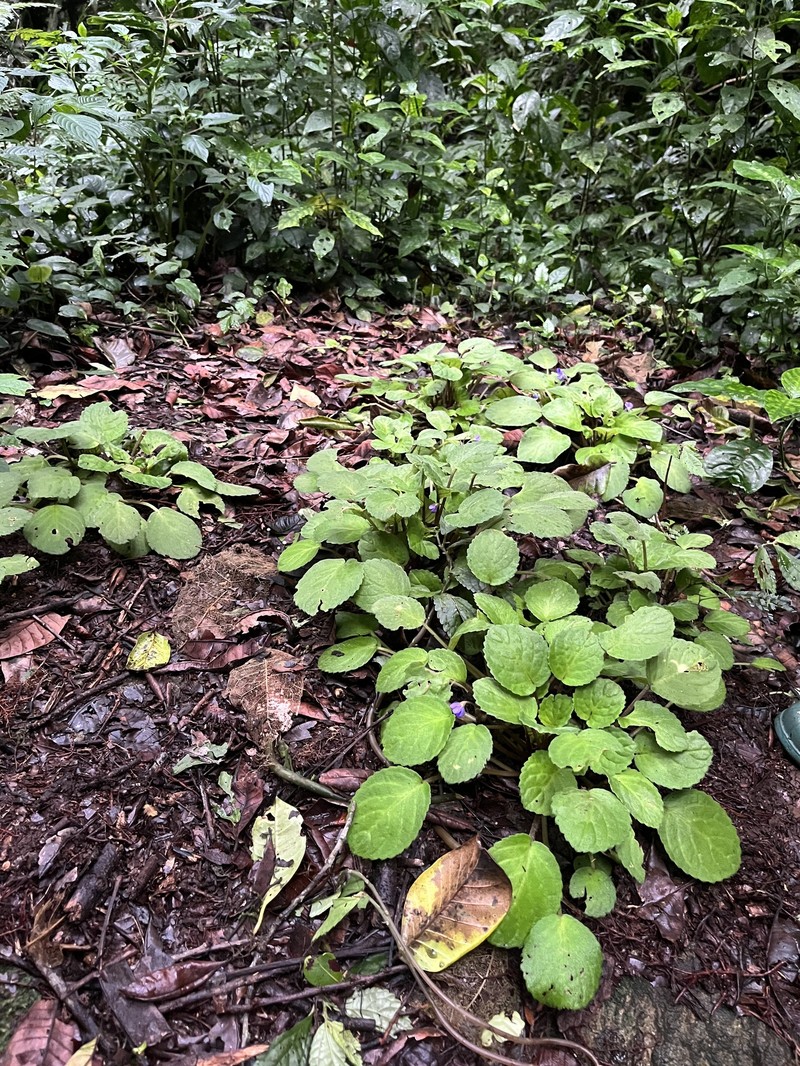 Streptocarpus ionanthus subsp. grotei photo 3