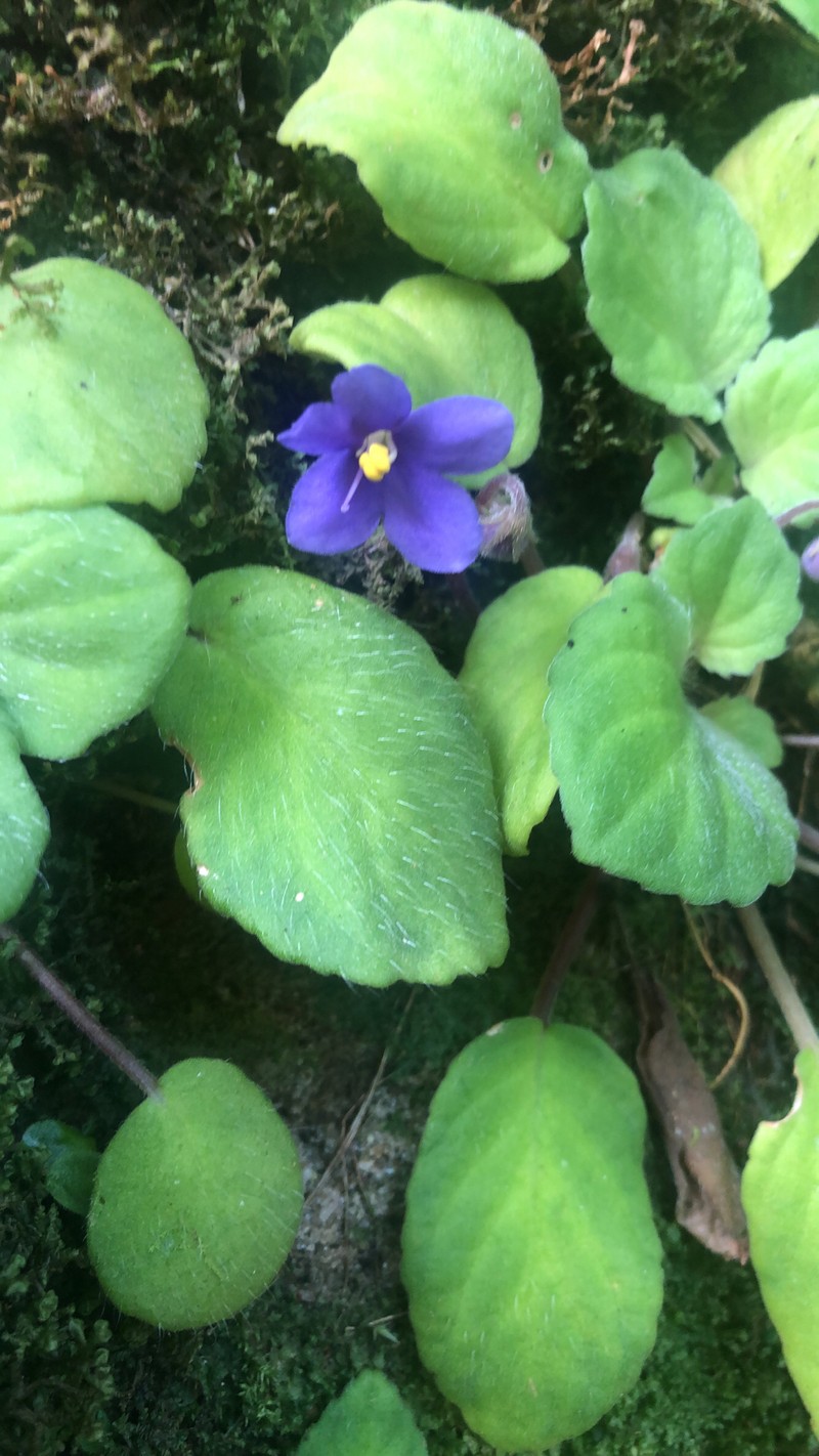 Streptocarpus ionanthus subsp. grotei photo 4