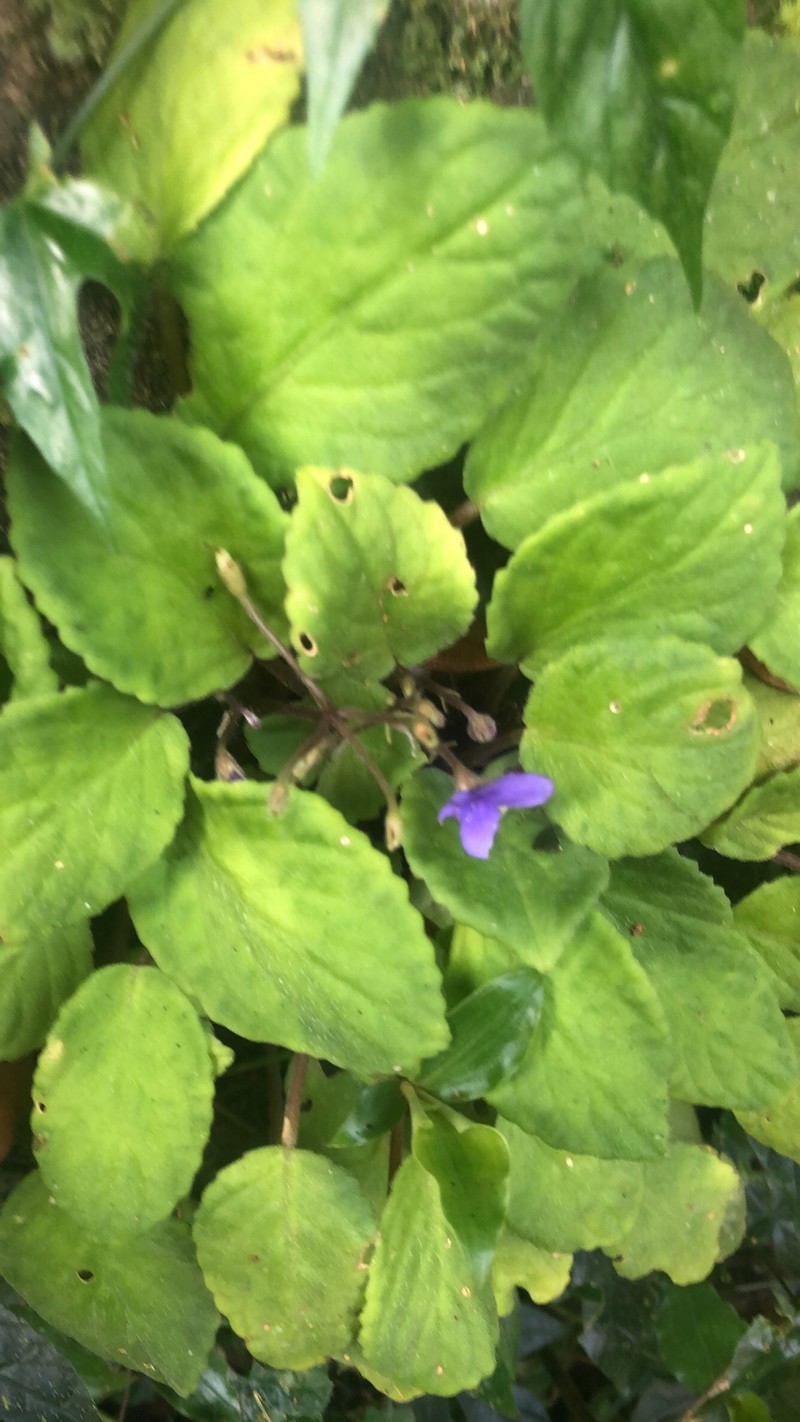 Streptocarpus ionanthus subsp. grotei photo 5