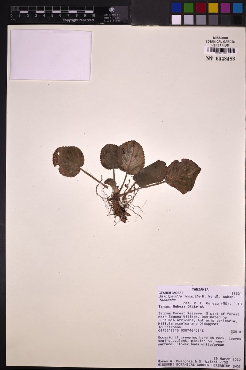 Streptocarpus ionanthus subsp. ionanthus