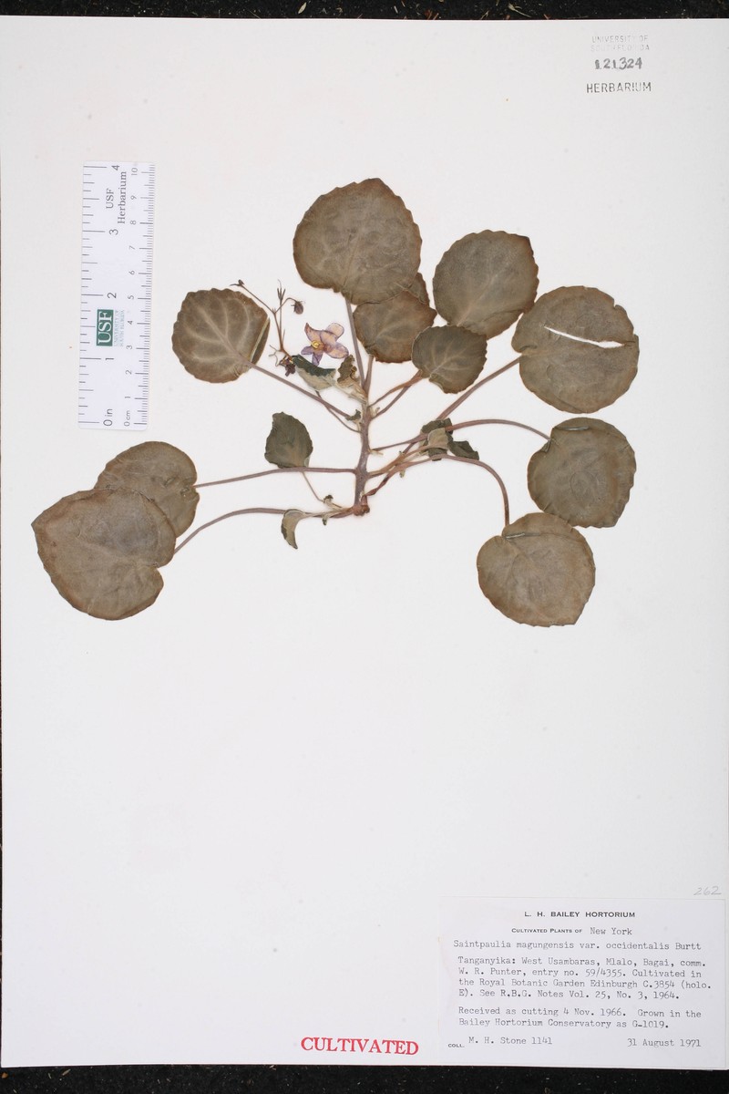 Streptocarpus ionanthus subsp. occidentalis