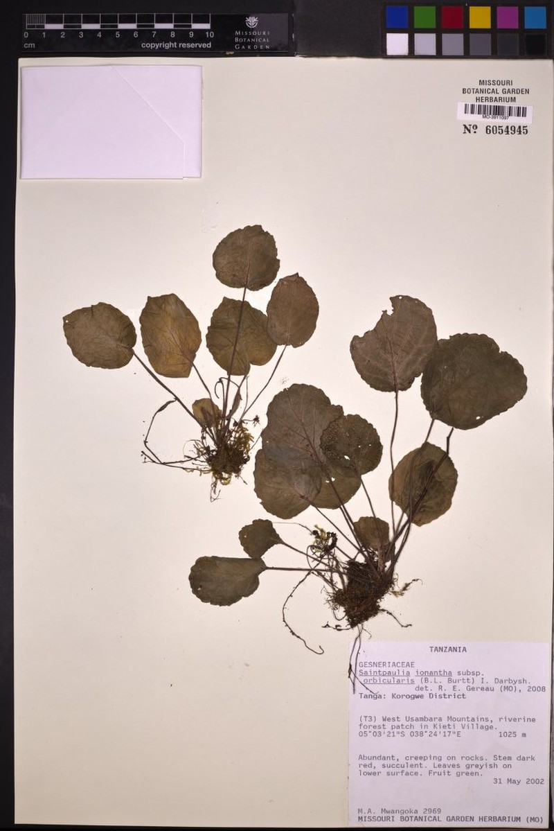 Streptocarpus ionanthus subsp. orbicularis
